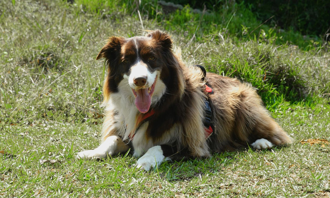 A happy Border Collie lying on green grass with its tongue out