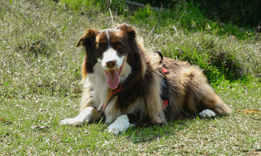 A happy Border Collie lying on green grass with its tongue out