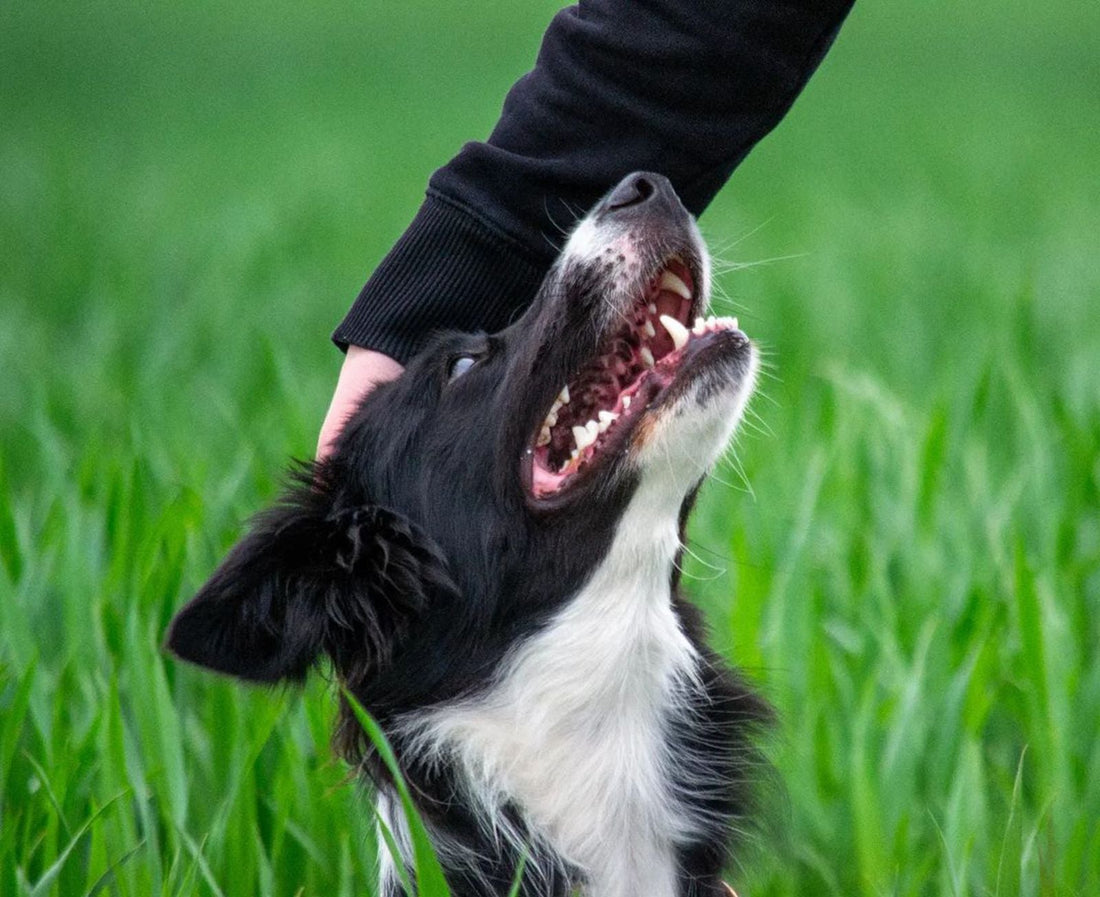 A happy Border Collie being patted in long green grass