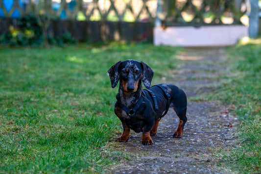 A miniature dachshund standing on a garden path