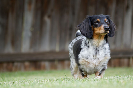 A curious dachshund standing on green grass