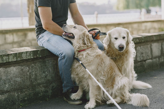 Two golden retriever guide dogs resting beside their handler outdoors