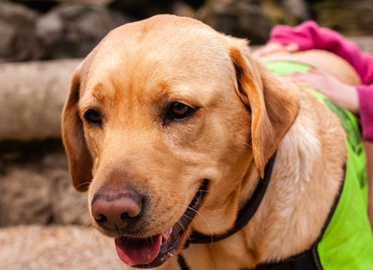 A happy Labrador Retriever in a green vest