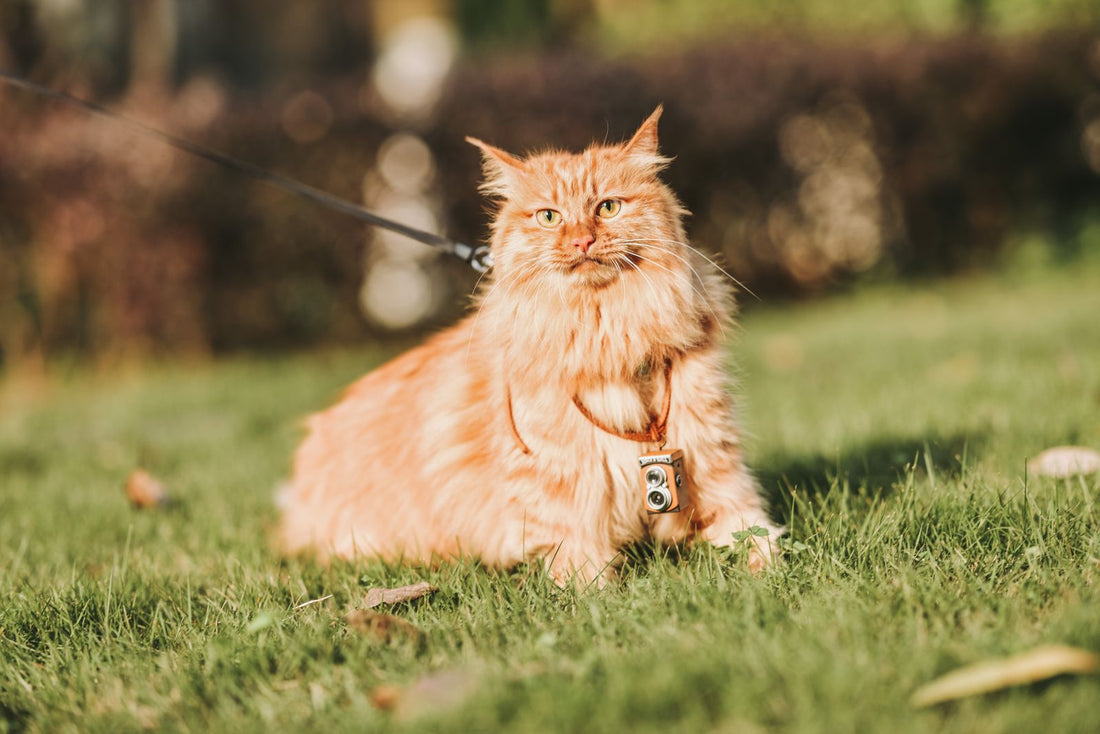 A relaxed orange cat sitting in sunlit grass