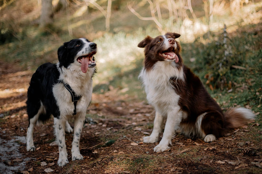 Two happy Border Collies sitting on a sunlit forest path