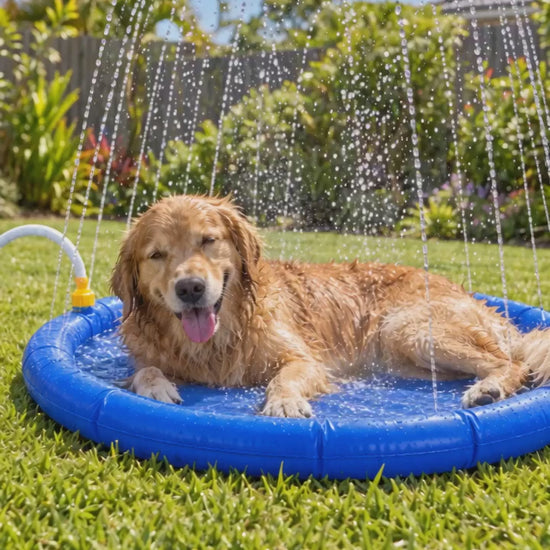 Golden Retriever rolling happily in the sprinkler splash pad