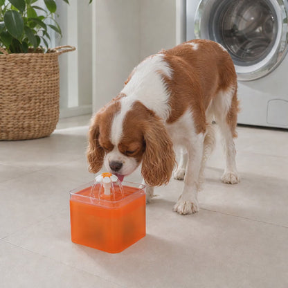Cavalier King Charles Spaniel drinking from the Orange 2L pet water fountain
