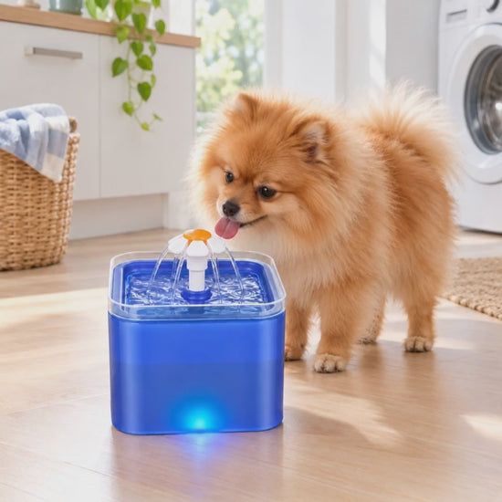 Pomeranian drinking from the blue pet water fountain 2L