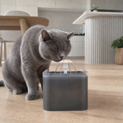 British Shorthair cat drinking from the Charcoal 2L pet water fountain