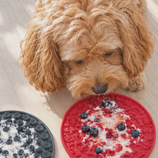 Cavoodle licking frozen yoghurt off a red suction lick mat
