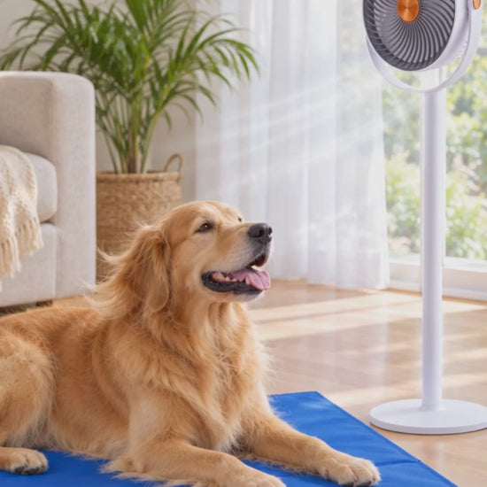 Golden Retriever relaxing on a cooling mat beside the cordless pet fan