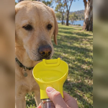 Labrador drinking from the yellow travel water bottle on a park walk