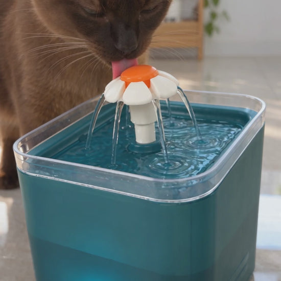 Burmese cat drinking from the teal pet water fountain